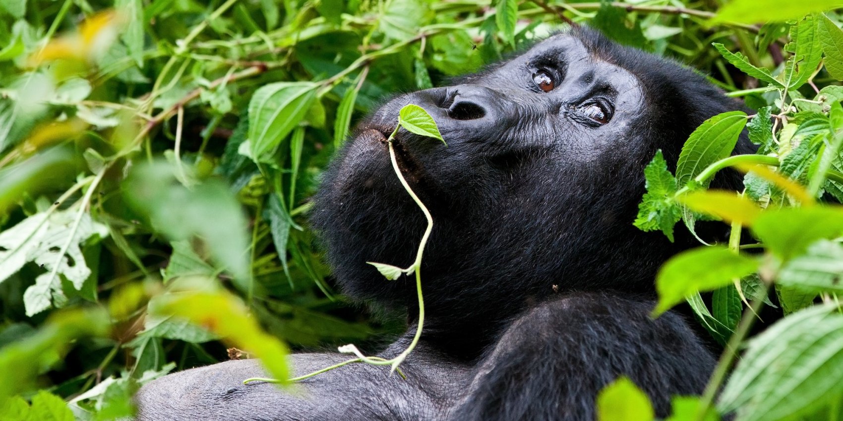 A close up image of a mountain gorilla chewing on leaves while laying in the dense forest.