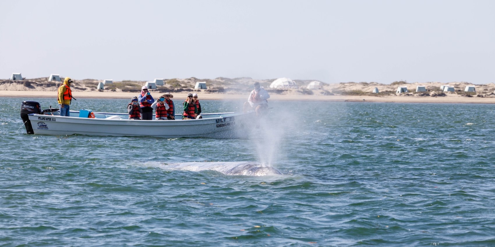 A family sitting in a whale watching boat as a gray whale surfaces nearby in Baja, Mexico.
