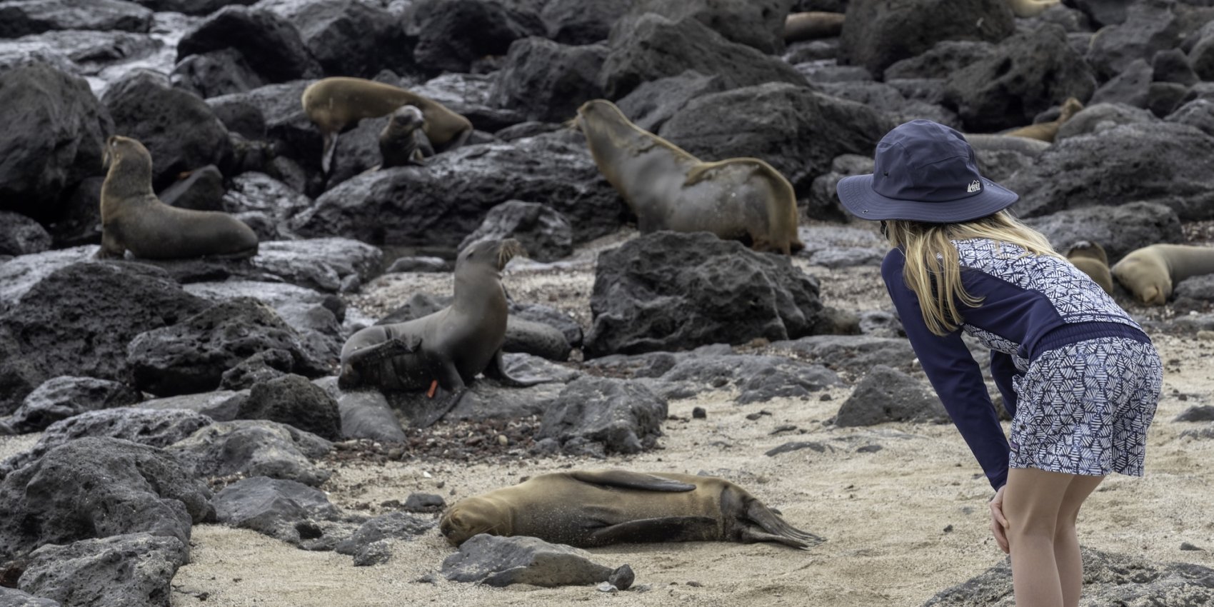 A young girl on the beach in the Galapagos looking at sea lions sleeping nearby.