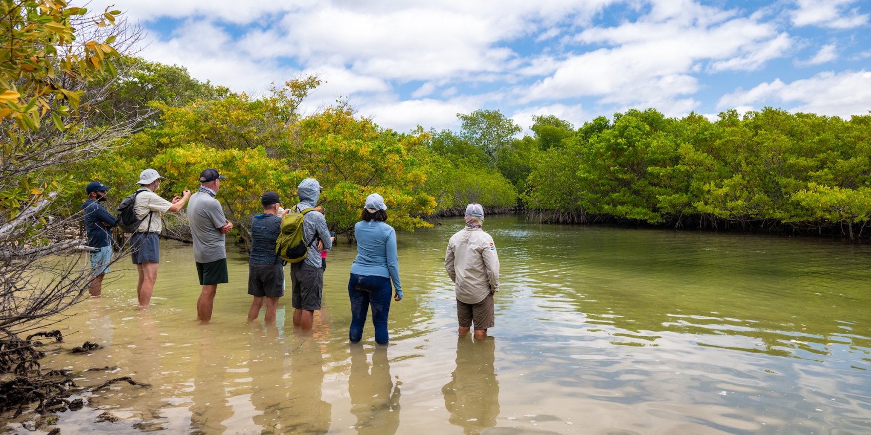 A group of travelers wades through shallow water alongside lush mangroves in the Galápagos Islands, observing the vibrant coastal ecosystem during a guided nature walk.
