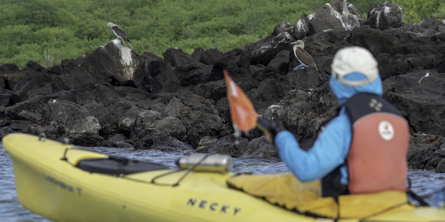 A kayaker paddles near rocky shoreline while watching two blue-footed boobies perched on black volcanic rocks in the Galápagos Islands.