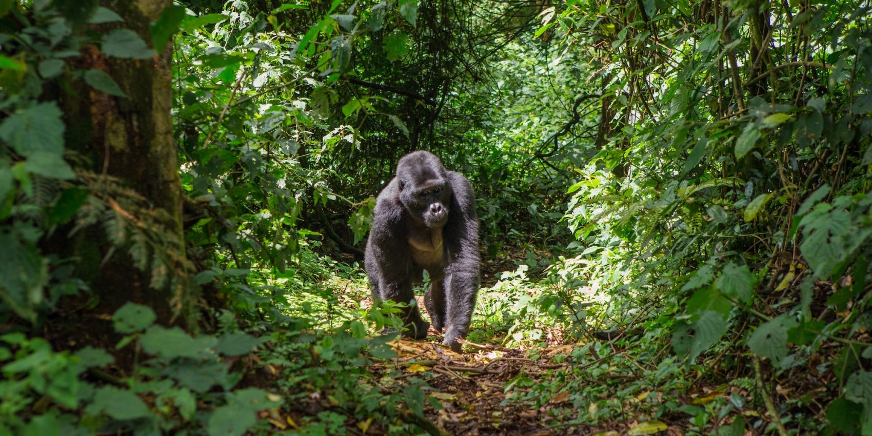 A large mountain gorilla walking through a dense forest. 