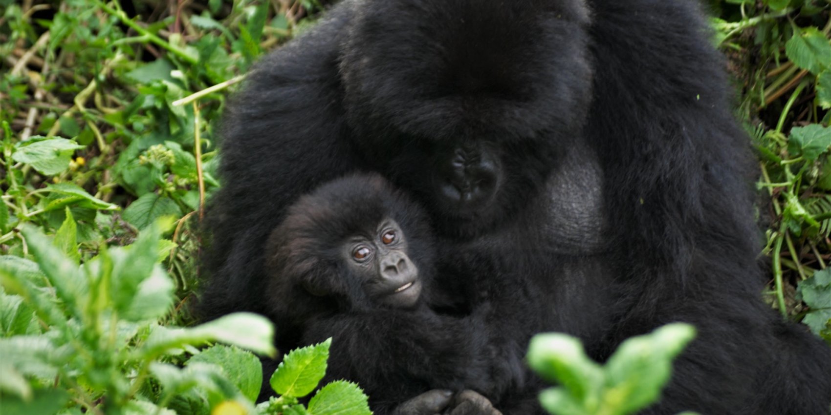 A mountain gorilla and her baby seen during a gorilla trekking tour in Rwanda. 