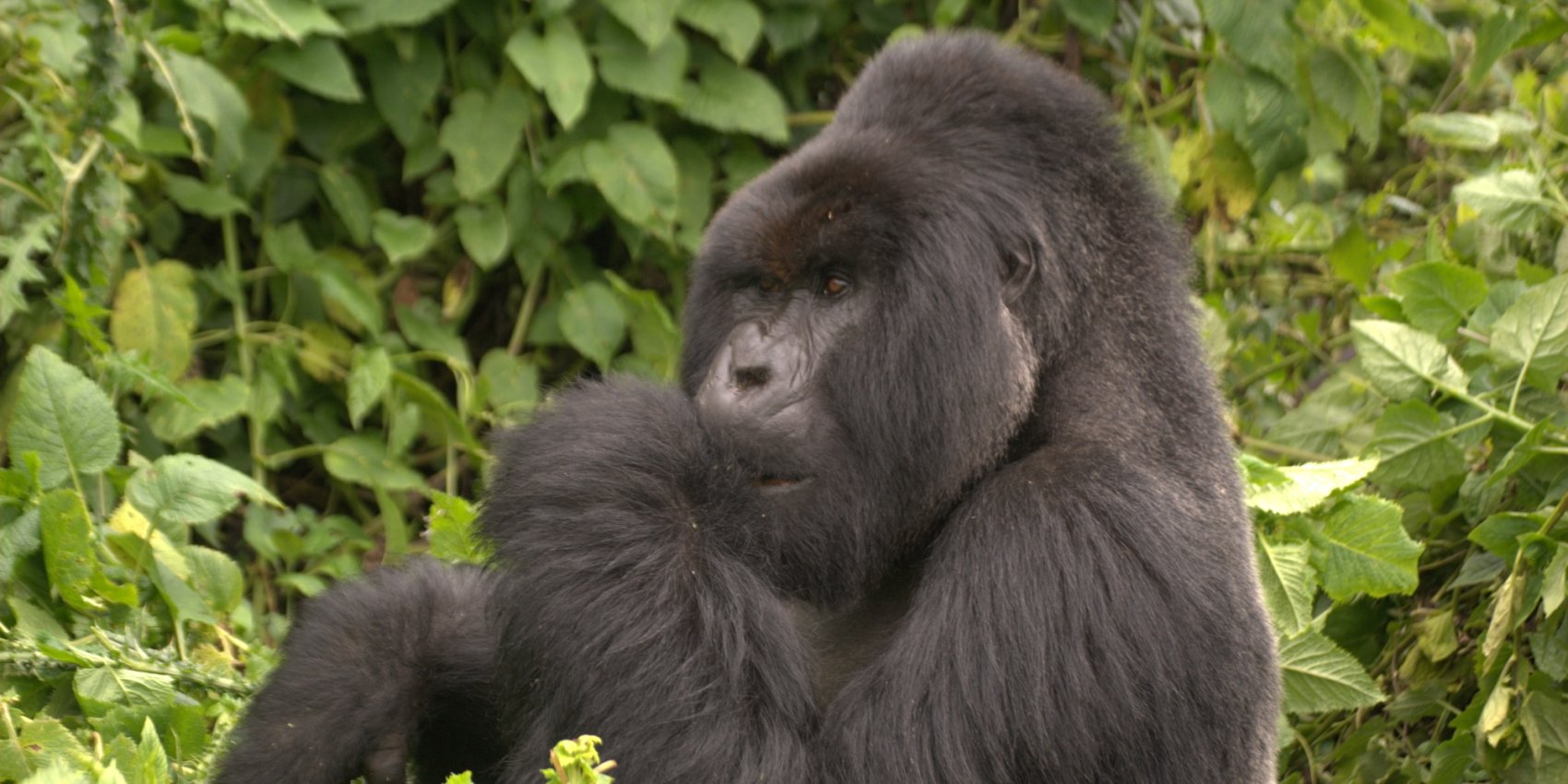 A wild mountain gorilla sitting in the dense forests of Rwanda, seen on a mountain gorilla trekking tour.