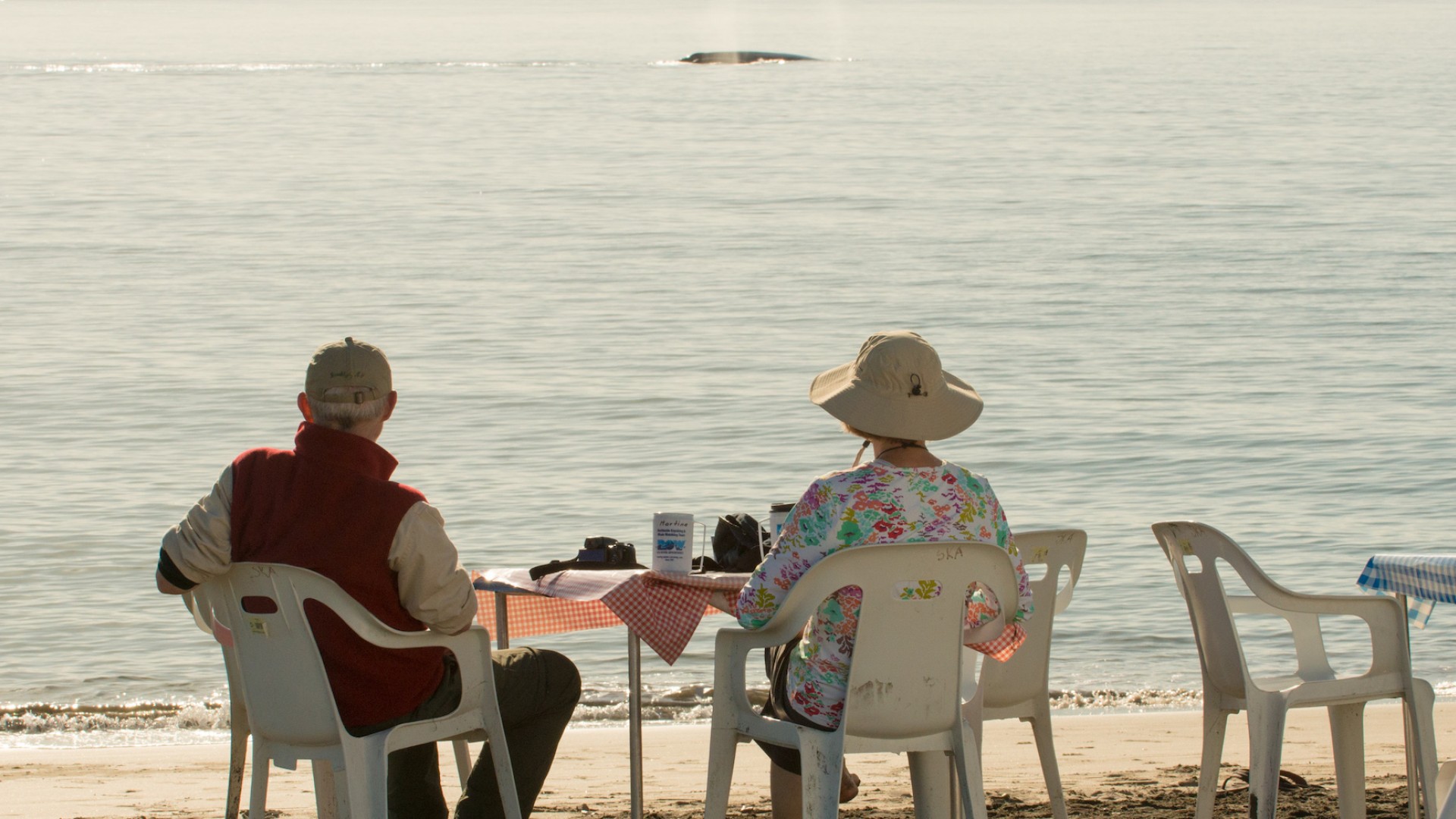 A couple sitting at a camping table enjoying their morning coffee as a whale breaches the surface of the water they are overlooking