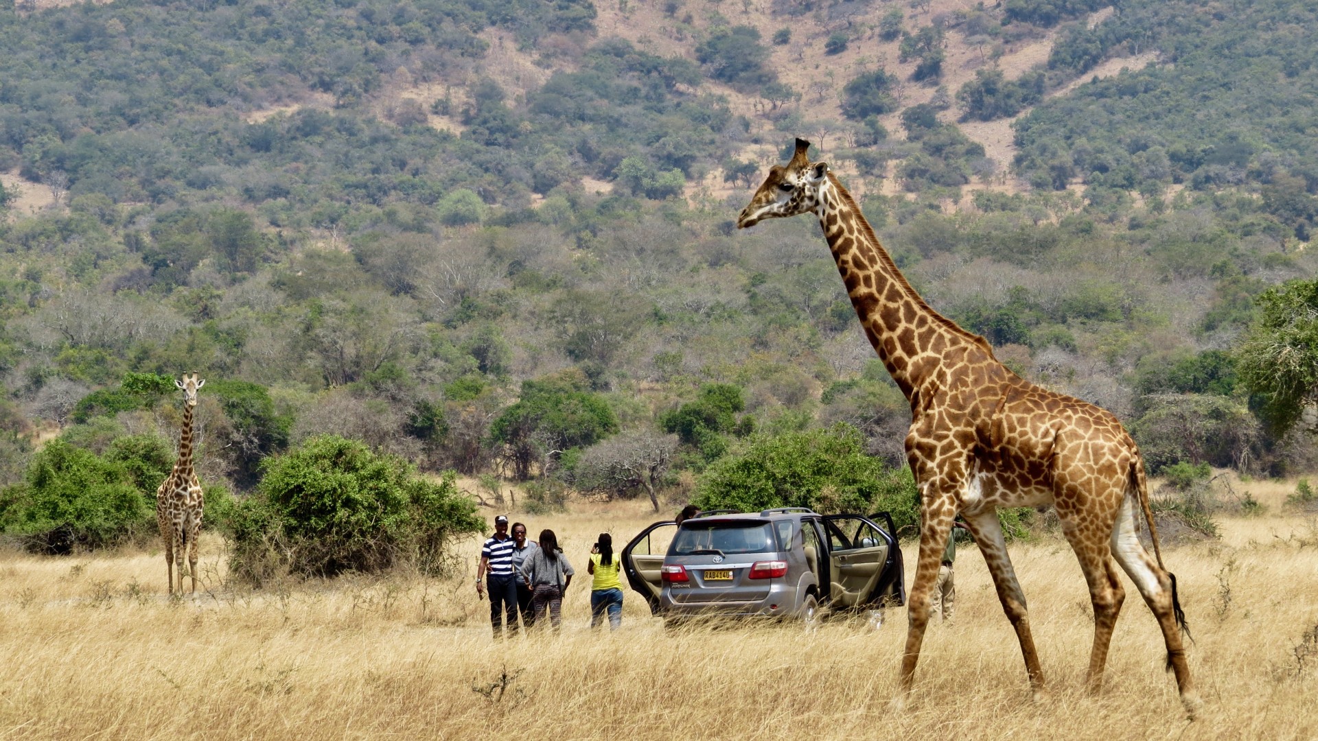 Giraffe spotting while driving through Rwanda, Africa