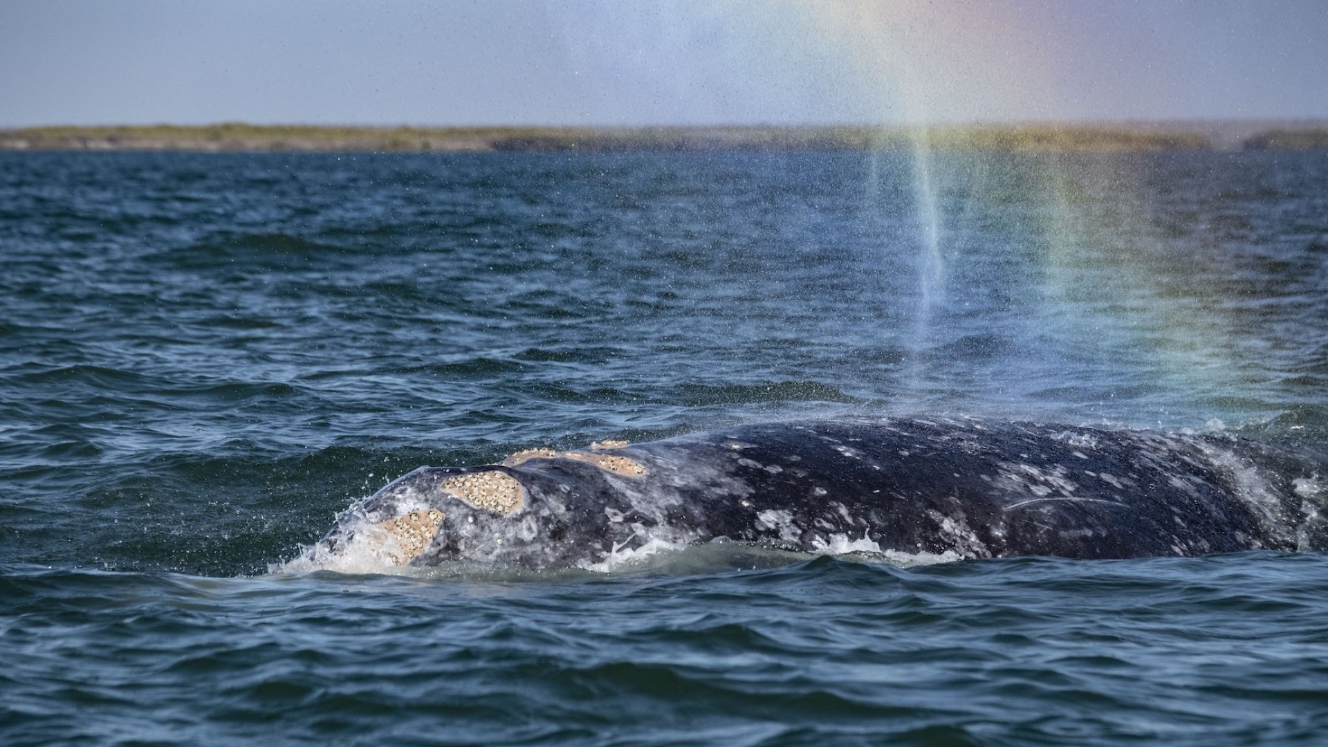 A gray whale breeching in baja with a rainbow forming in the water spraying from its spout.