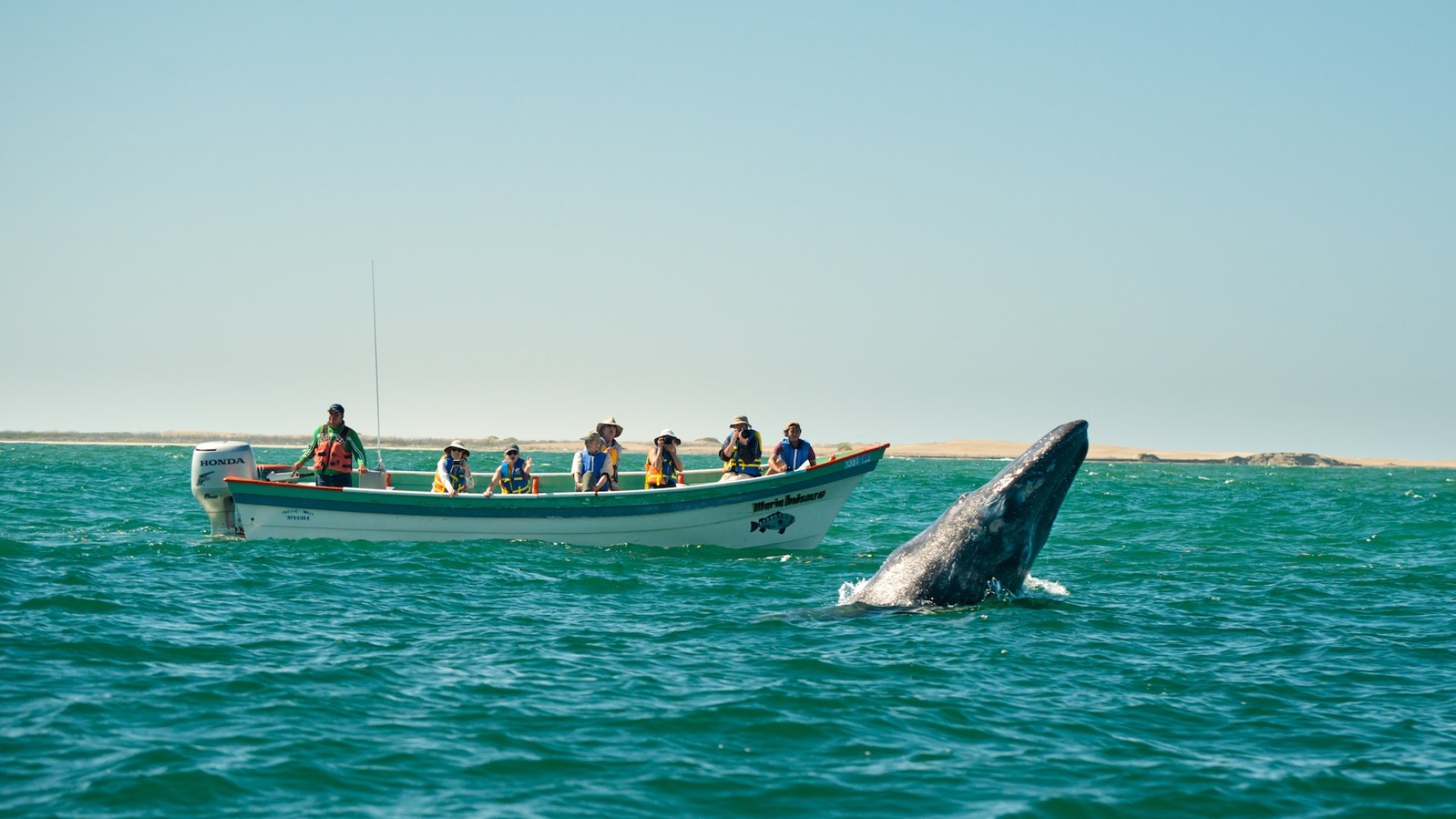 Tourist taking a picture of a gray whale from a boat on the Pacific Coast in Baja California Sur
