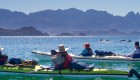 Group of sea kayakers admiring a group of dolphins jumping out of the water on a sunny day in the Gulf of California